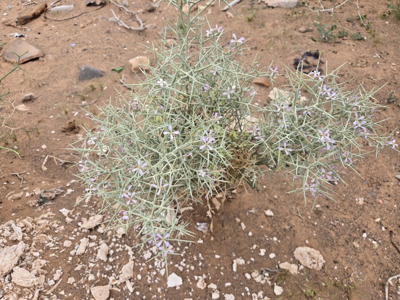 Zilla spinosa subsp. macroptera photo 3