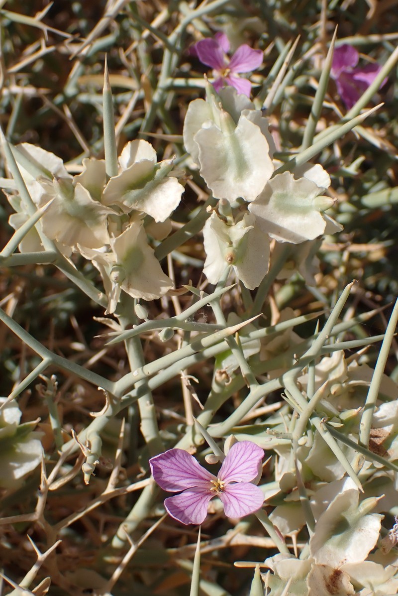 Zilla spinosa subsp. macroptera photo 4