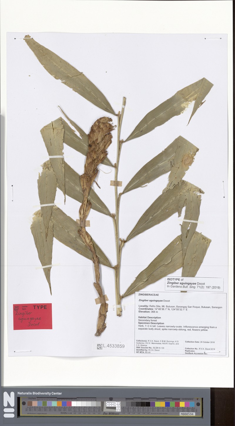 Zingiber aguingayae