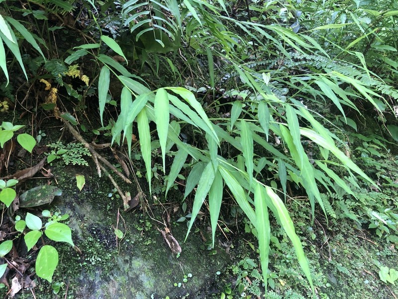 Zingiber chengii