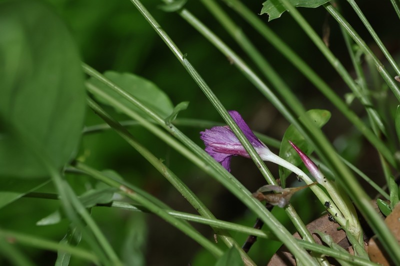 Zingiber chengii photo 2