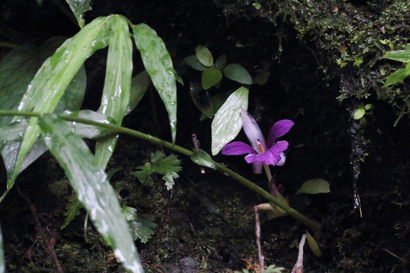 Zingiber chengii photo 3