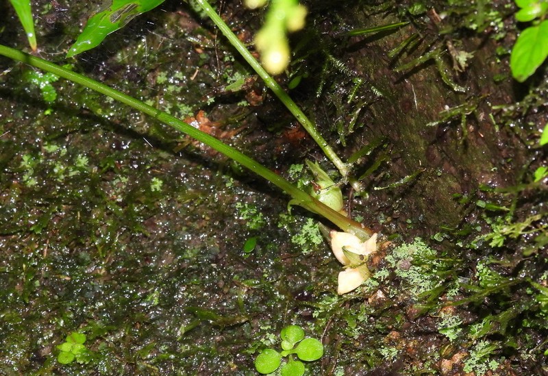 Zingiber chengii photo 4