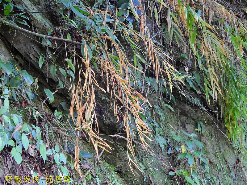 Zingiber chengii photo 5