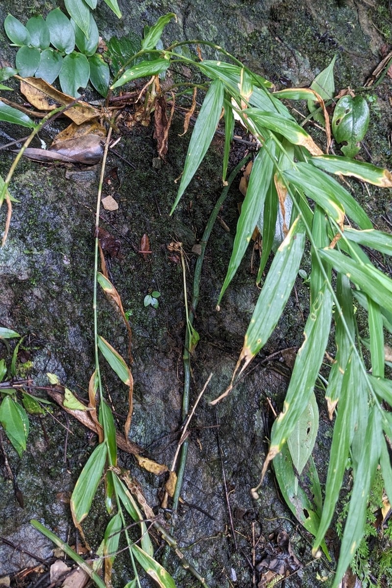 Zingiber chengii photo 6