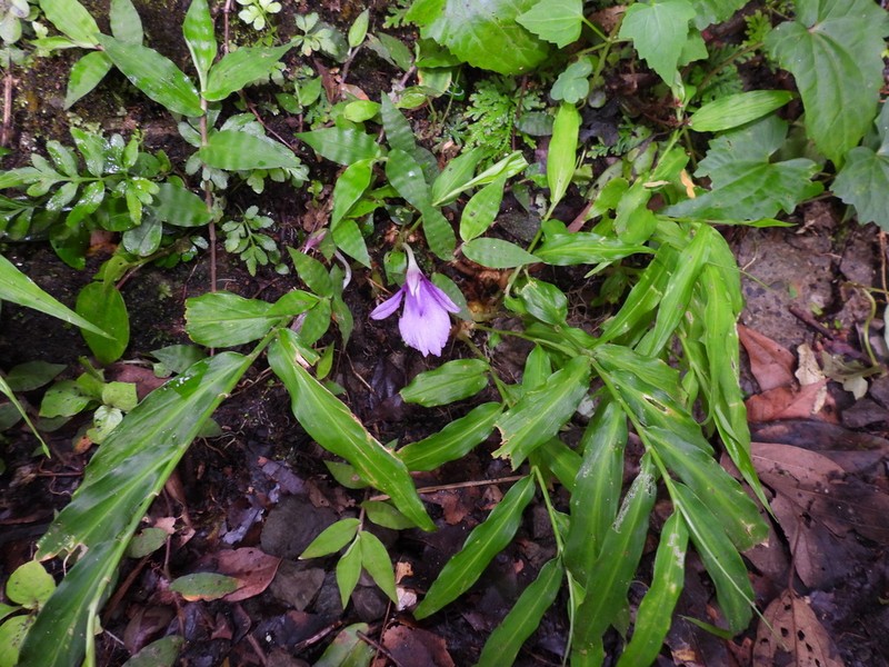 Zingiber chengii photo 8