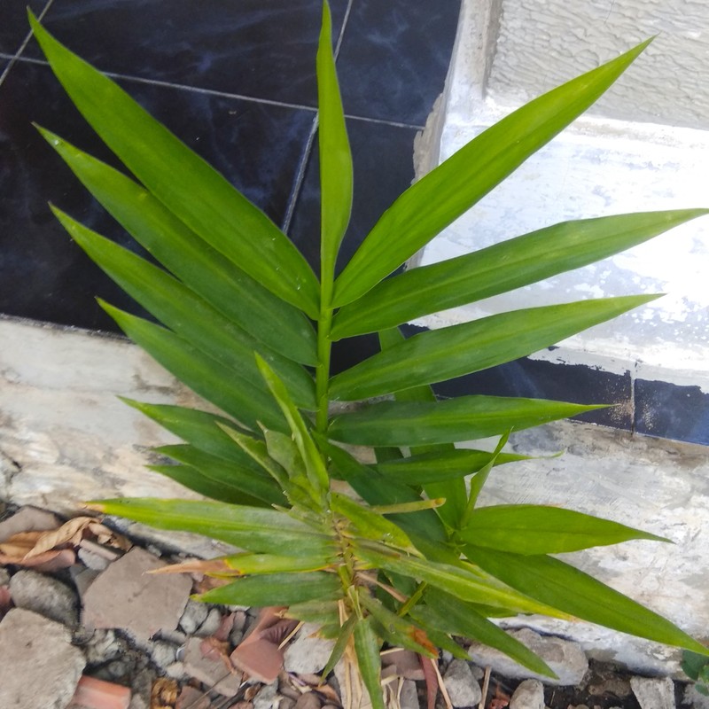 Cassumunar Ginger photo 2