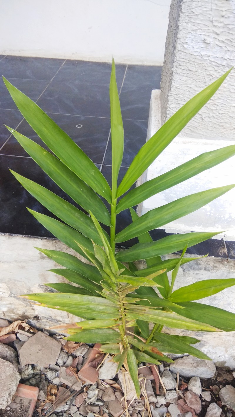Cassumunar Ginger photo 4