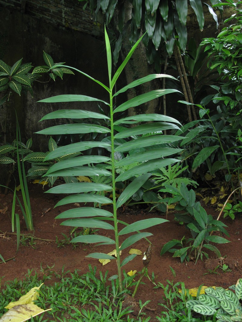 Cassumunar Ginger
