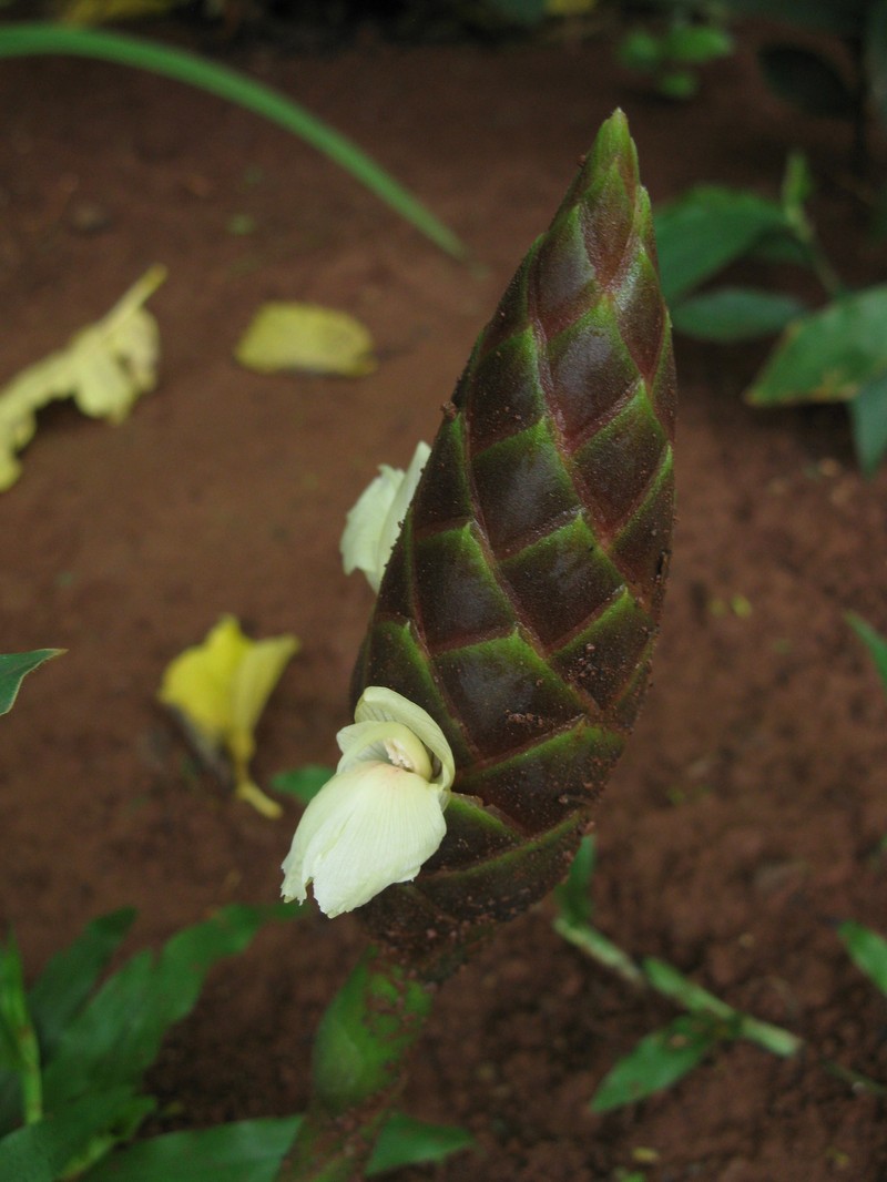 Cassumunar Ginger photo 5