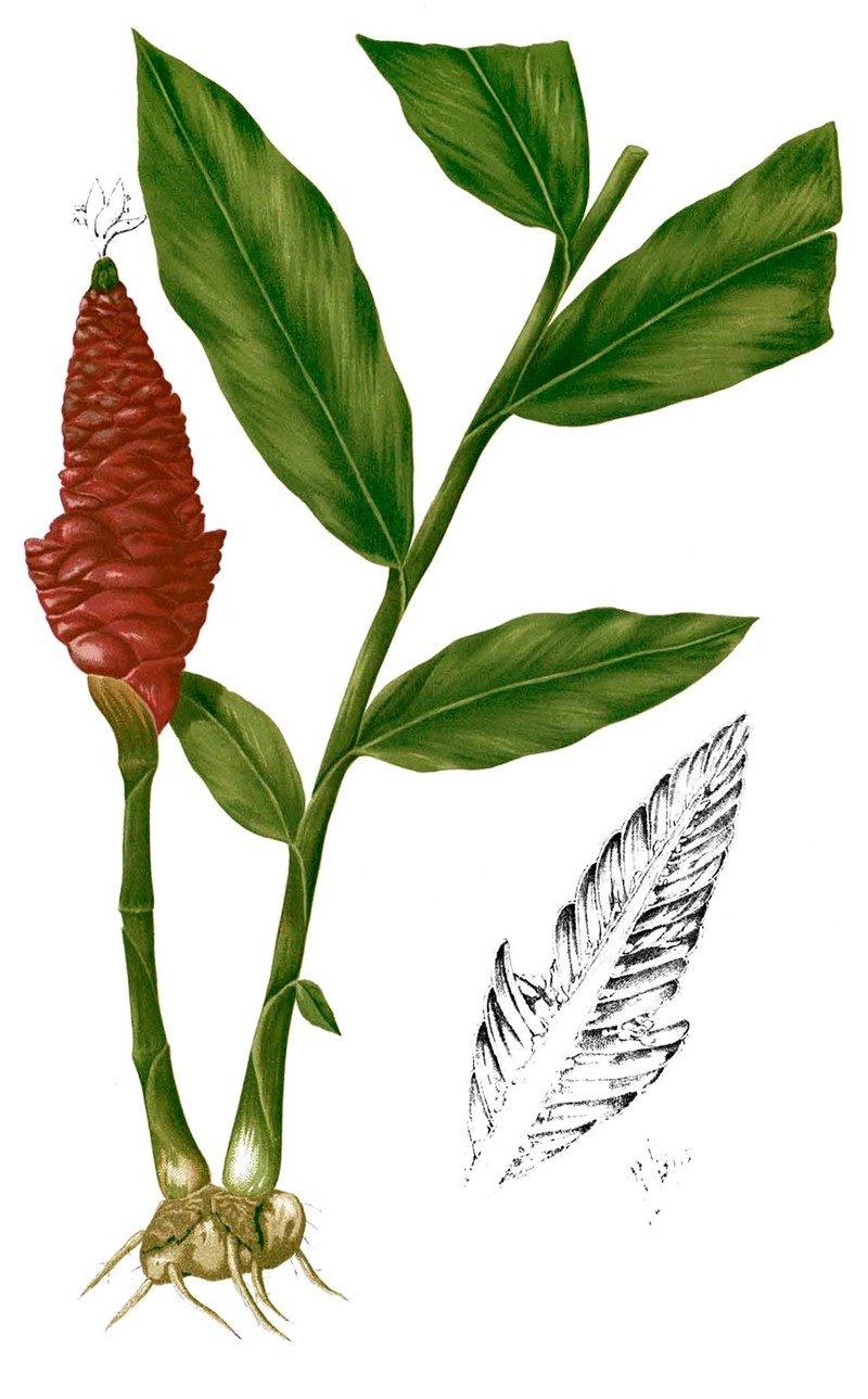 Cassumunar Ginger photo 6