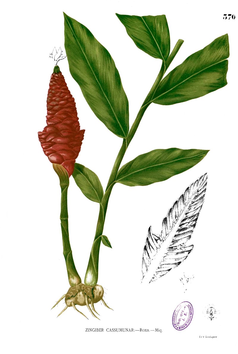 Cassumunar Ginger photo 7