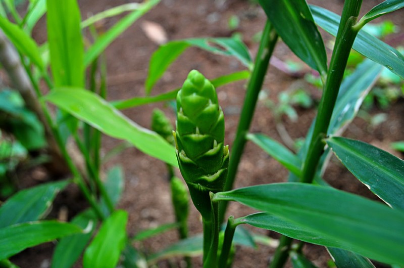 Garden Ginger photo 2