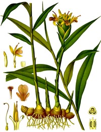 Garden Ginger