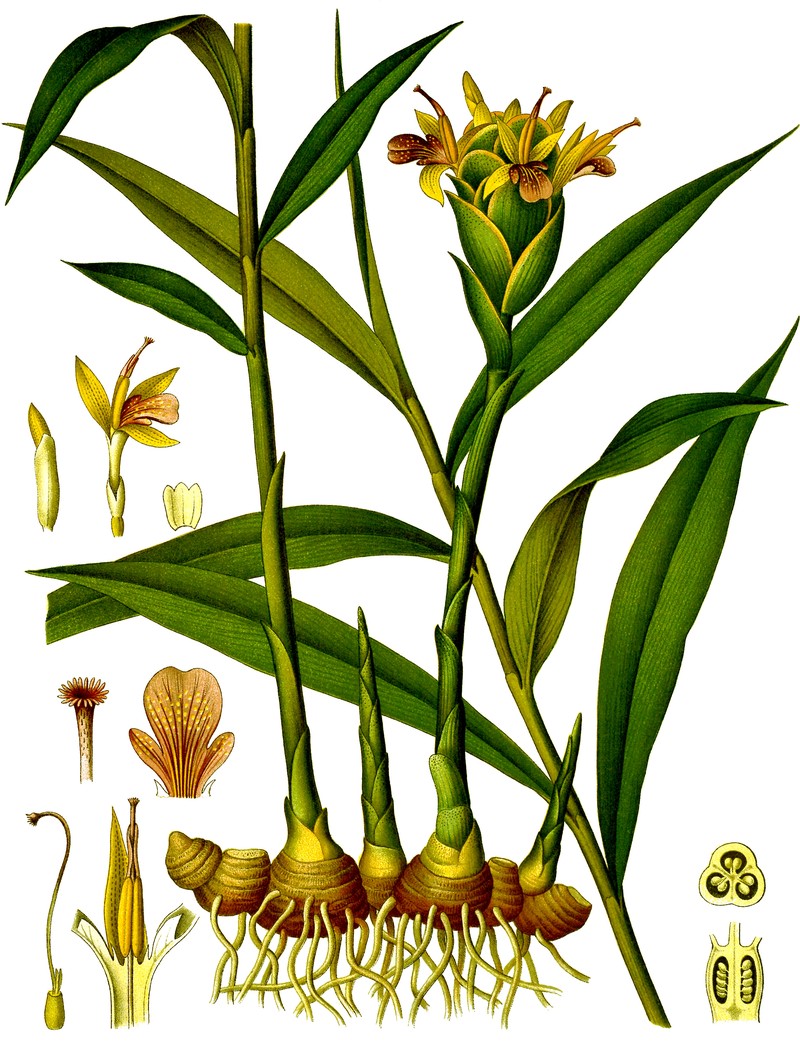 Garden Ginger