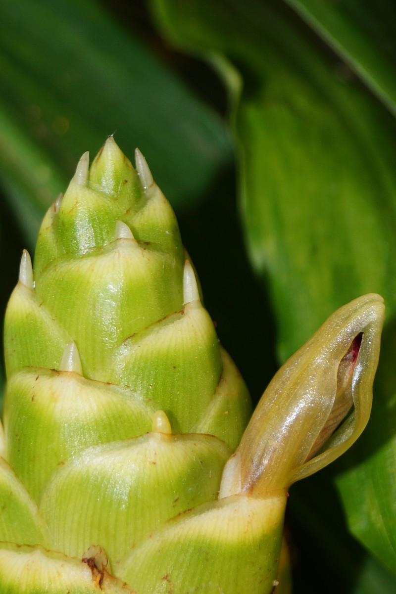 Garden Ginger photo 3