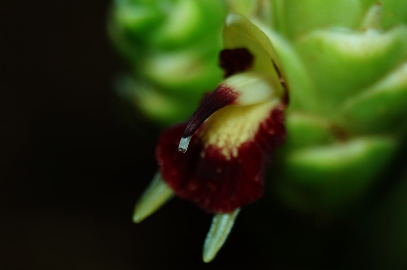 Garden Ginger photo 4