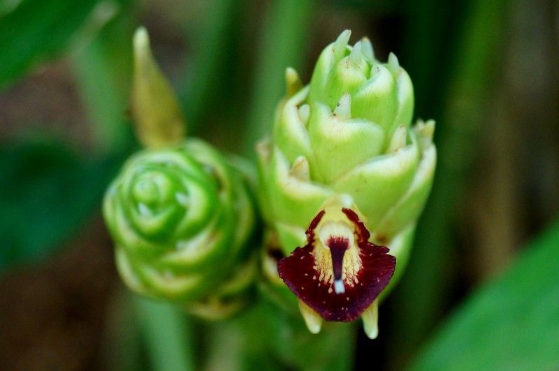 Garden Ginger photo 5