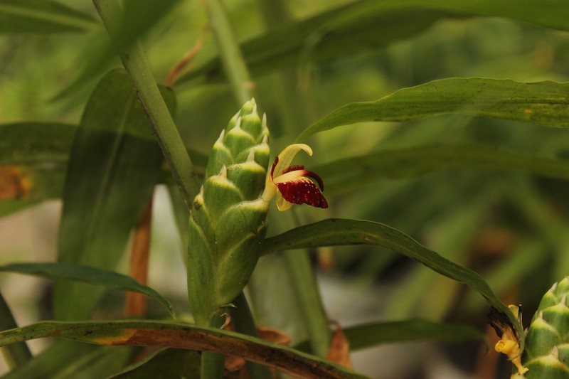 Garden Ginger photo 6