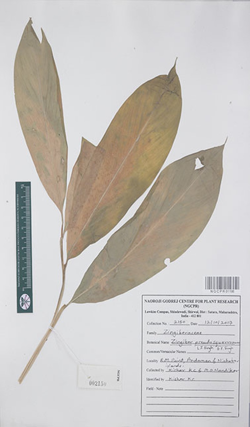 Zingiber pseudosquarrosum