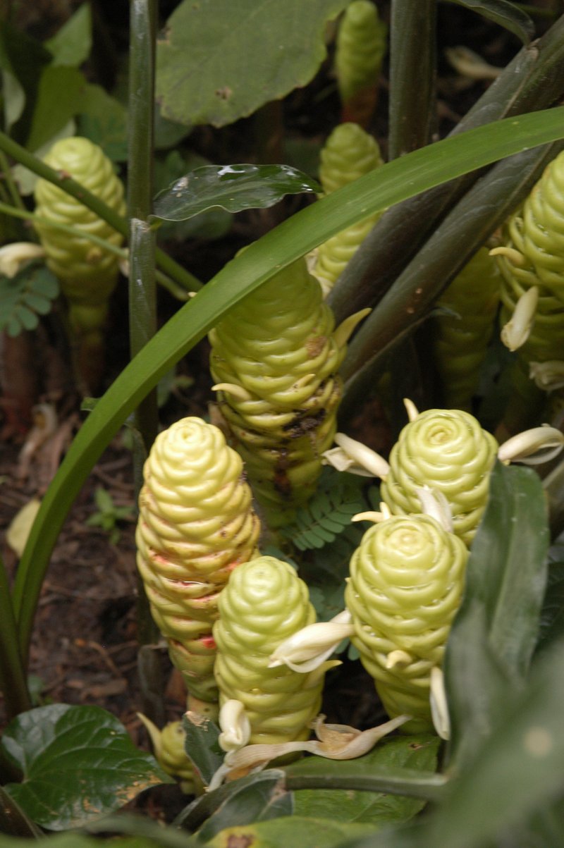 Bitter Ginger photo 5