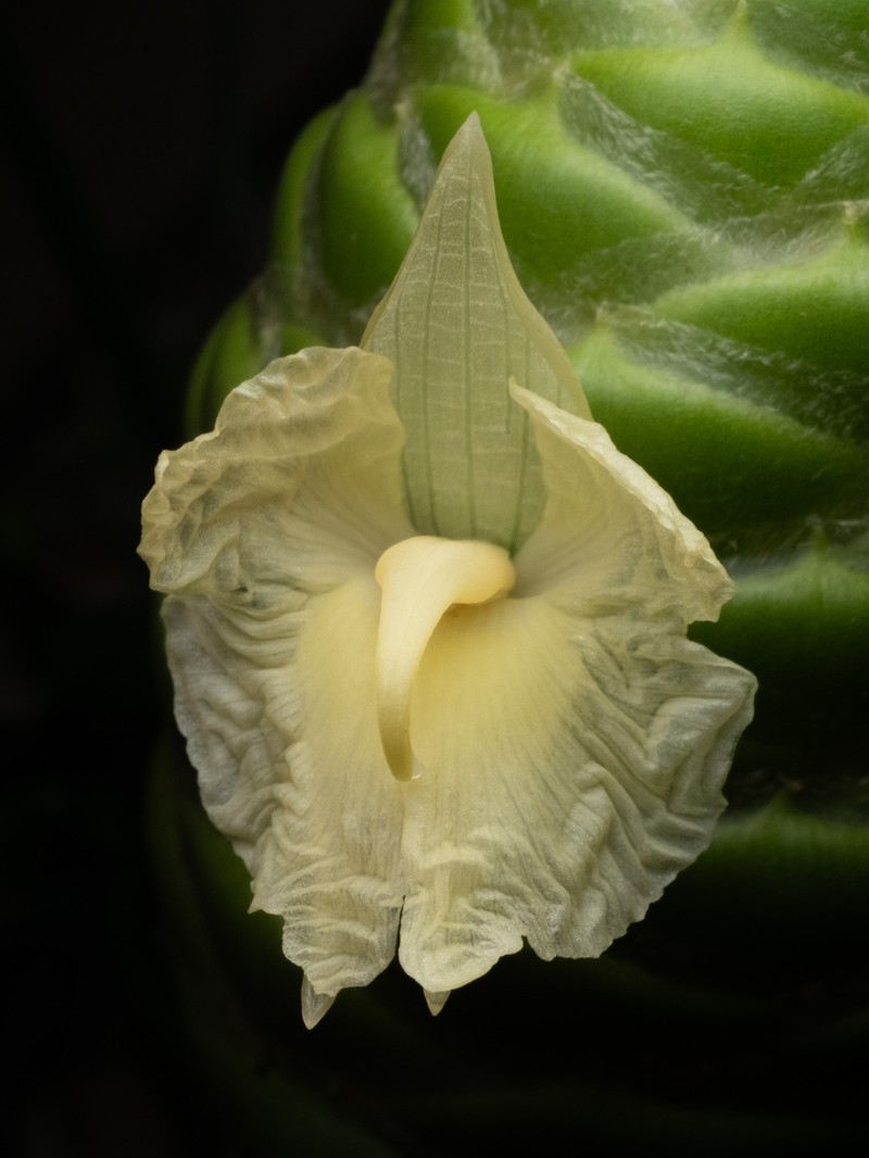 Bitter Ginger photo 6