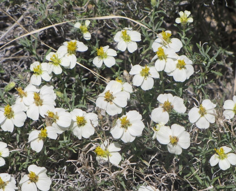 Desert Zinnia photo 3
