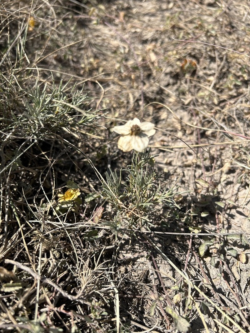 Desert Zinnia photo 4