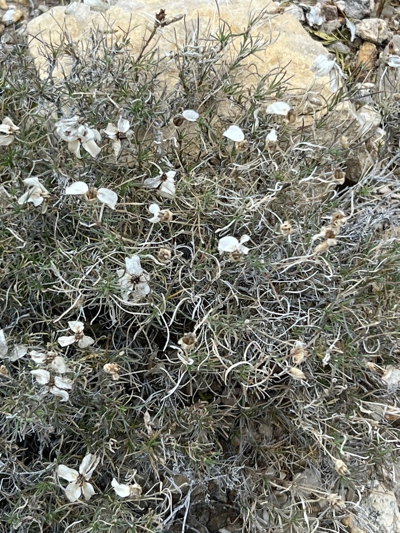 Desert Zinnia photo 5