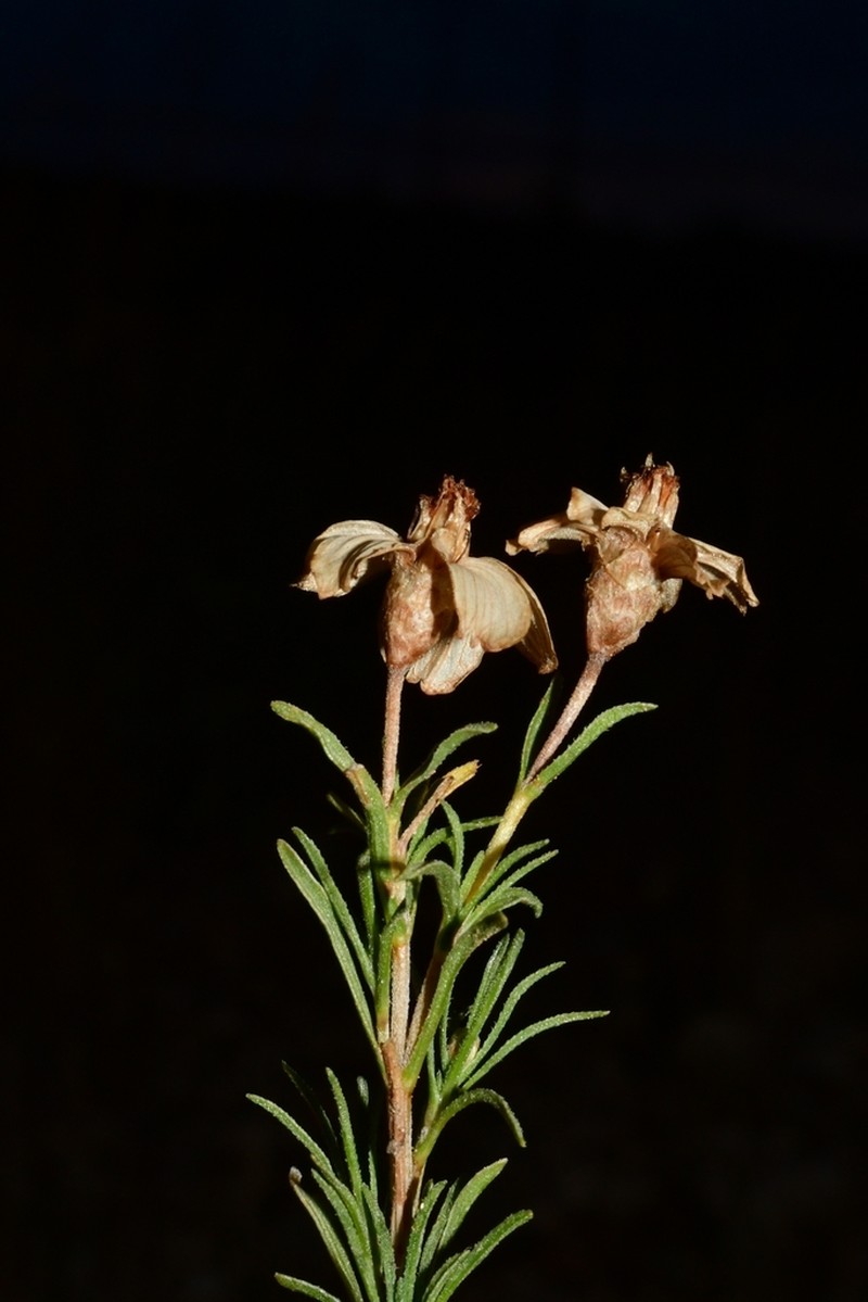 Desert Zinnia photo 6