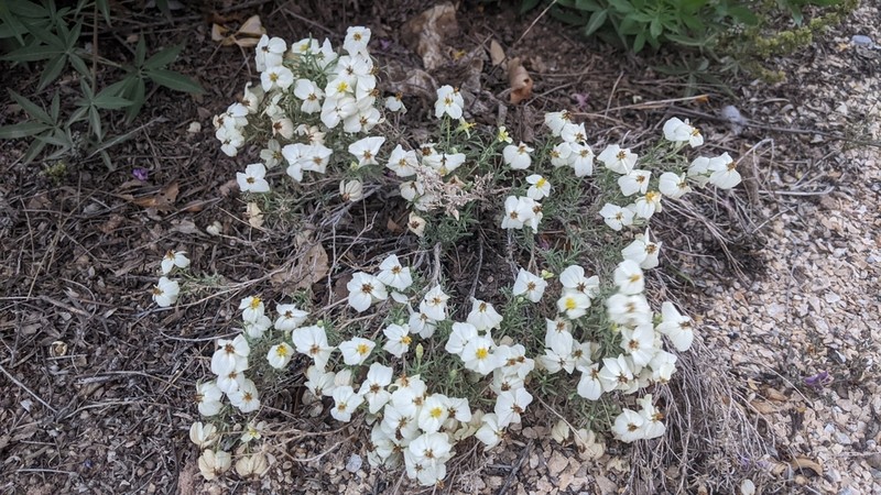 Desert Zinnia photo 7