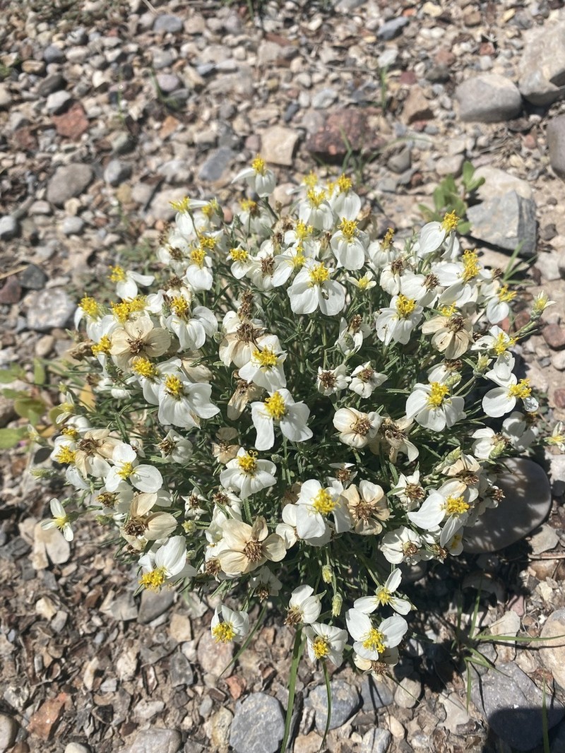 Desert Zinnia photo 8