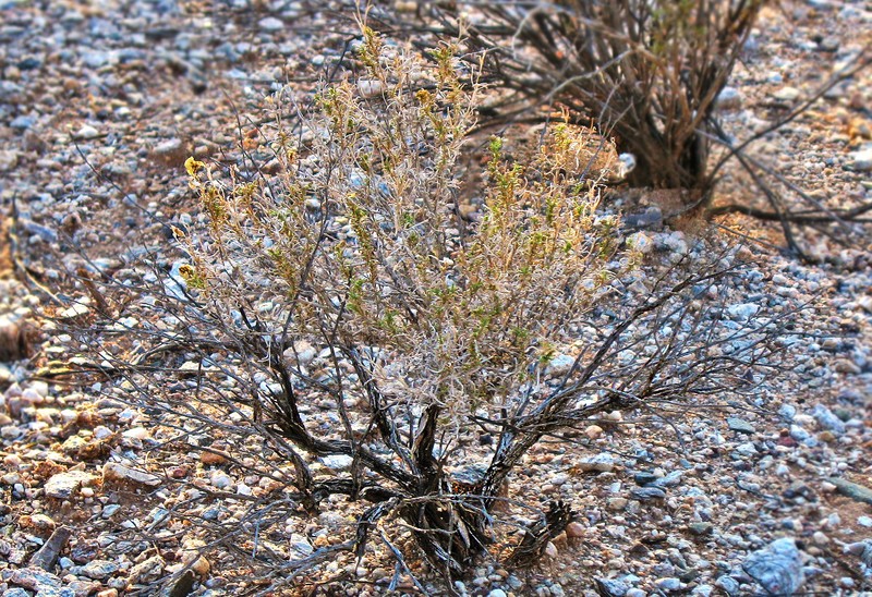 Desert Zinnia photo 2