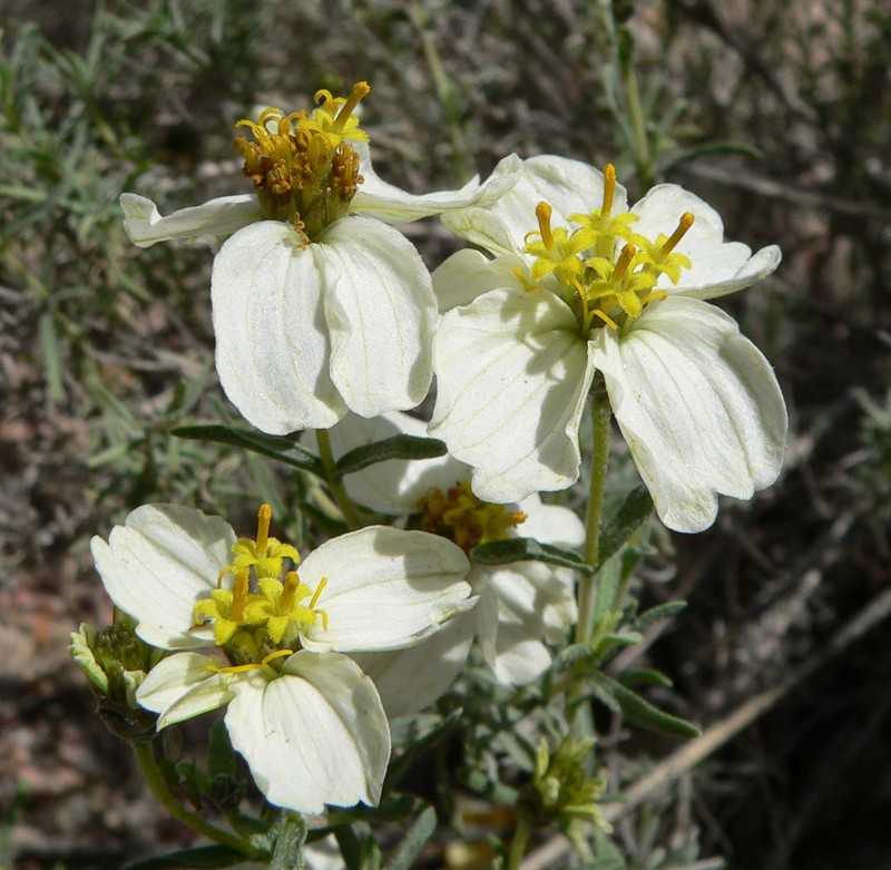 Desert Zinnia