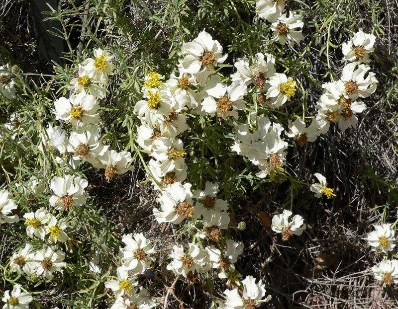 Desert Zinnia photo 4