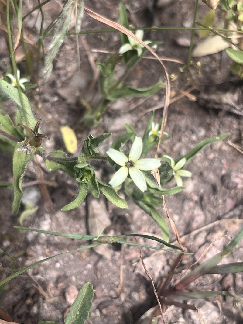 Zinnia americana