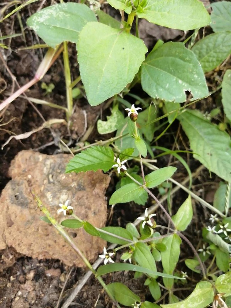 Zinnia americana photo 3