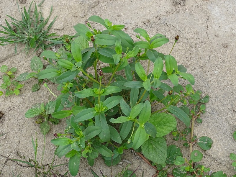 Zinnia americana photo 5