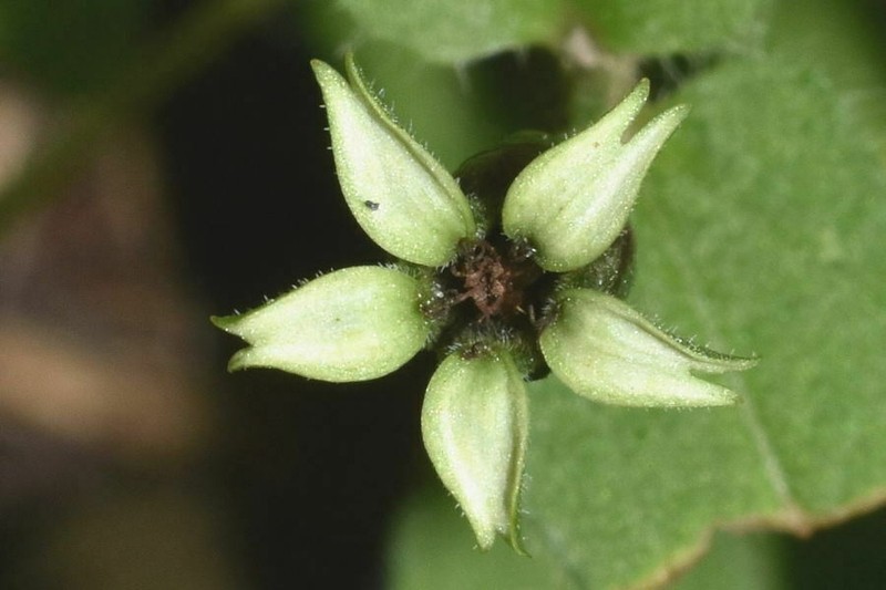 Zinnia americana photo 6