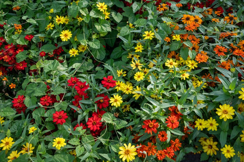 Narrowleaf Zinnia photo 5