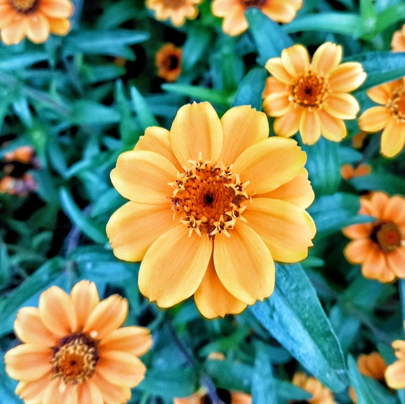Narrowleaf Zinnia photo 6