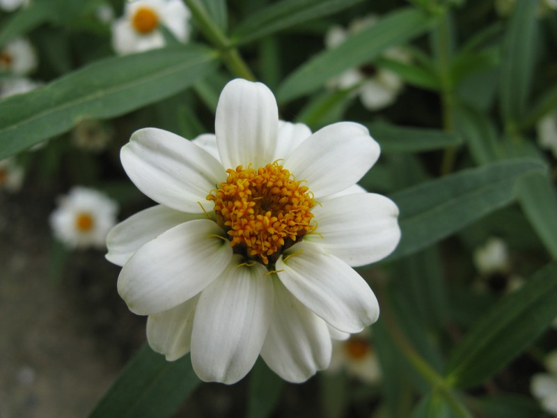 Narrowleaf Zinnia