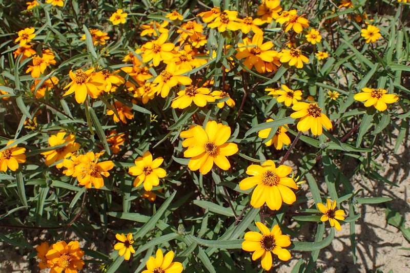 Narrowleaf Zinnia photo 7
