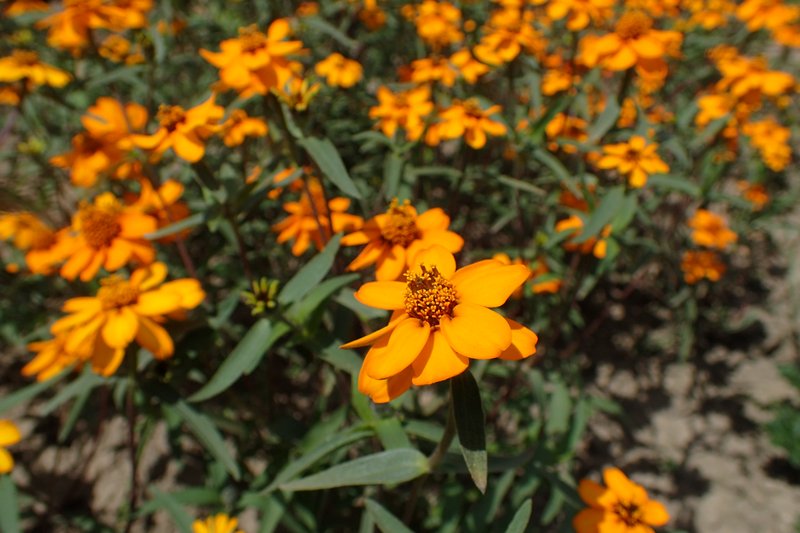 Narrowleaf Zinnia photo 8