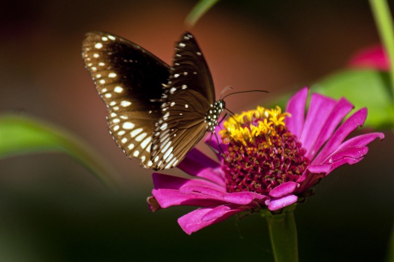 Narrowleaf Zinnia photo 2