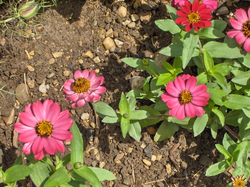 Narrowleaf Zinnia photo 3
