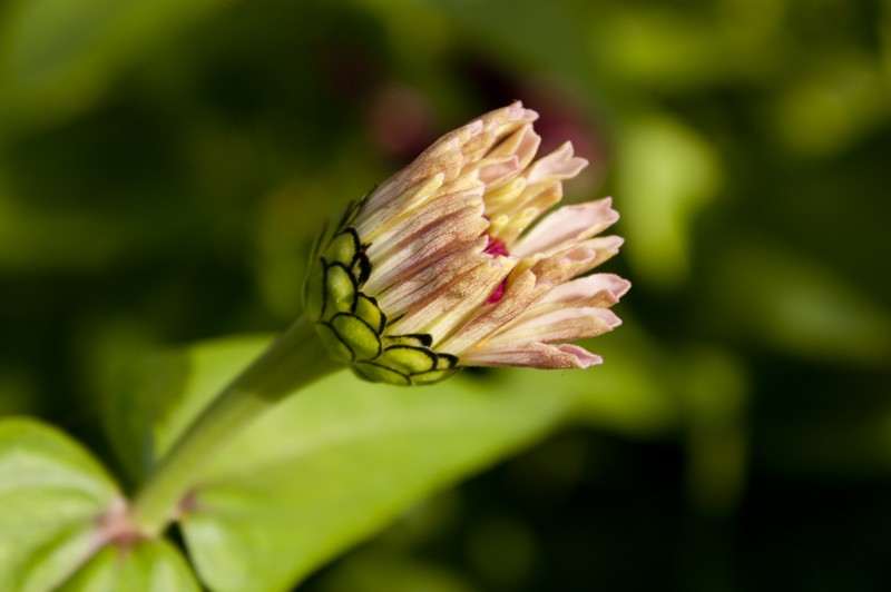Narrowleaf Zinnia photo 4