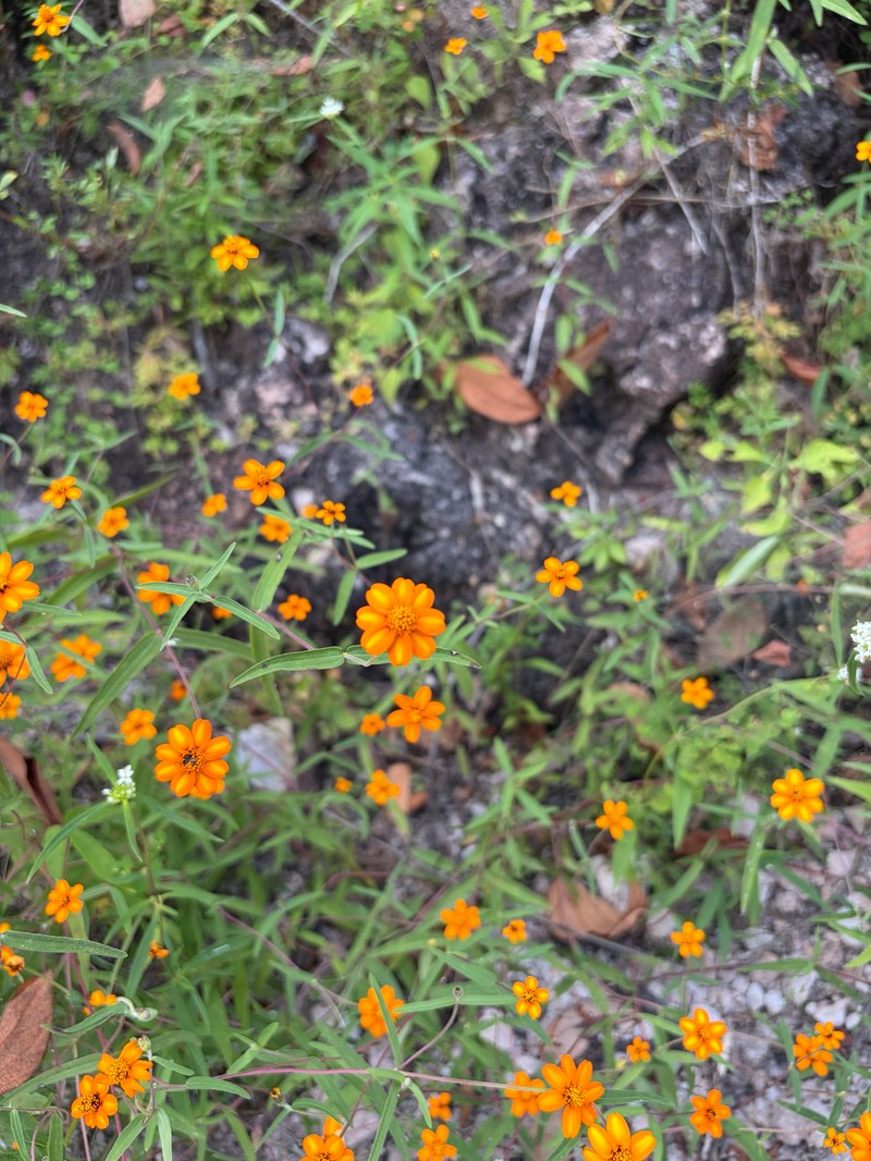 Zinnia angustifolia var. angustifolia