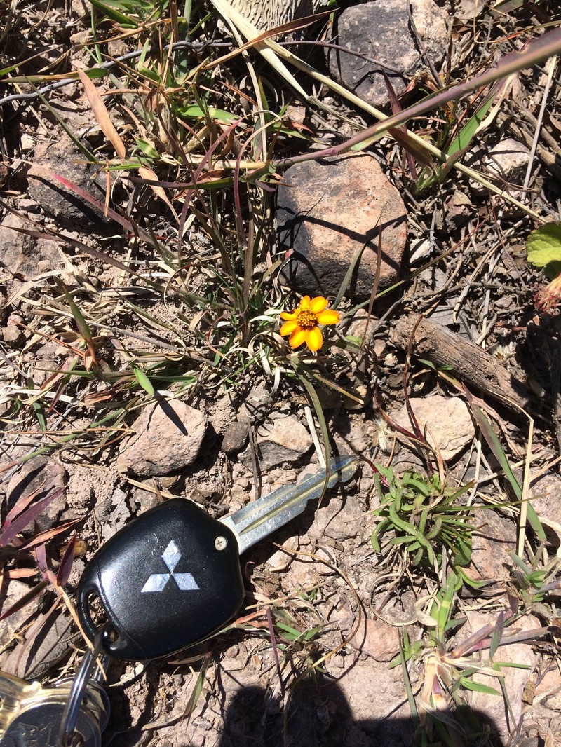 Zinnia angustifolia var. angustifolia photo 2