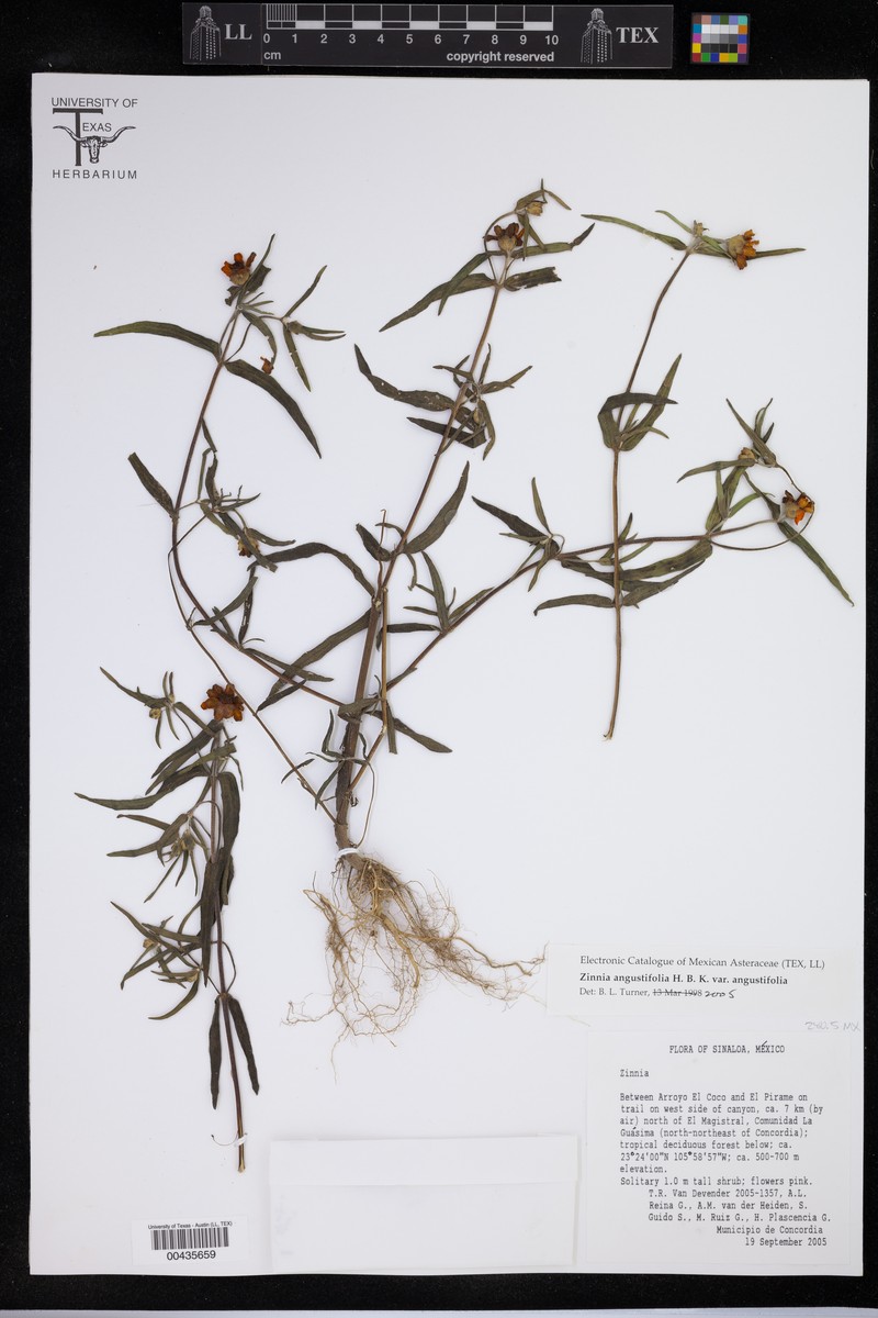 Zinnia angustifolia var. angustifolia photo 3